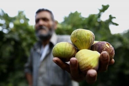 برداشت انجیر گیلان توسط 2000 باغدار/ توسعه کشت نهال انجیر از ارقام اصلاح شده