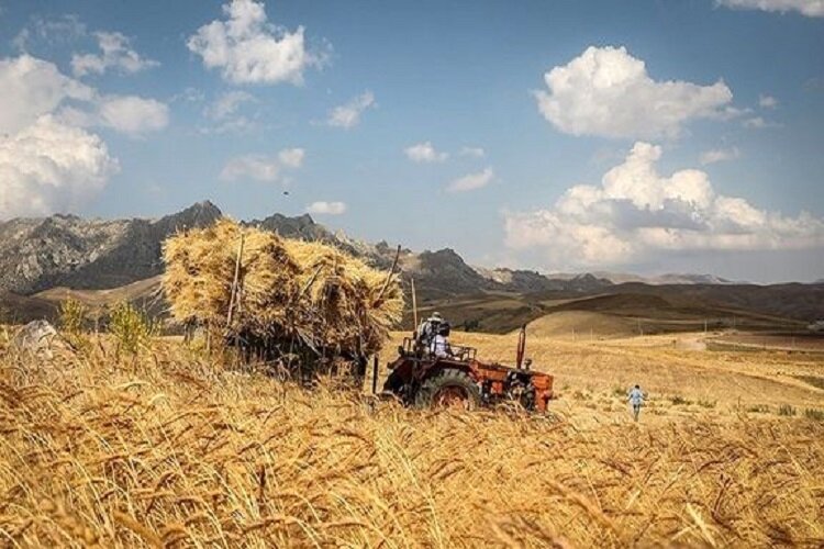 پرداخت بخش دیگری از مطالبات گندم‌کاران گلستانی از فردا