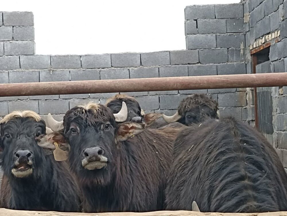 جای خالی کارخانجات تبدیلی لبنی در کنار مزارع گاومیش ‌داران/کشورهای همسایه متقاضی هستند