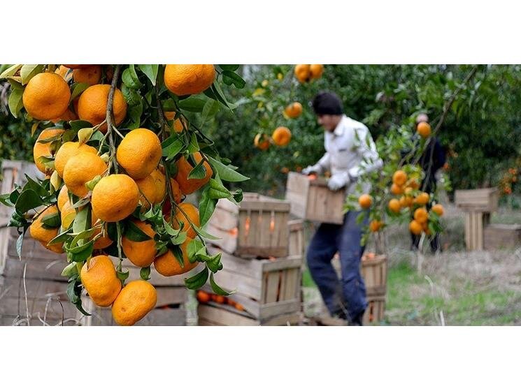 تولید 125 هزار تن نارنگی در ساری