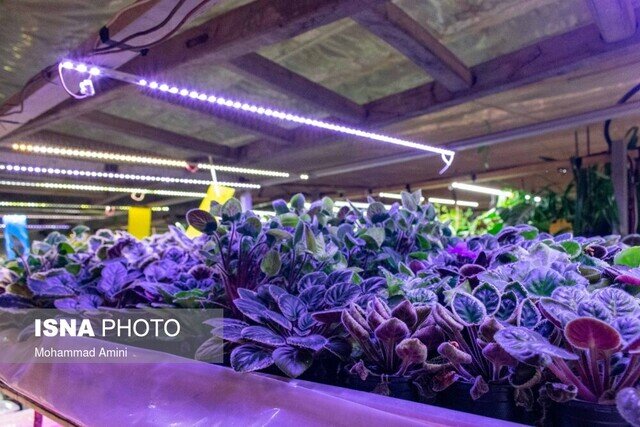 صادرات گیاهان زینتی گیلان به آسیای میانه