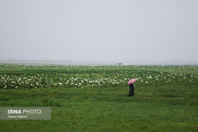 سفرنامه باران در تالاب افسانه ای انزلی + ویدئو