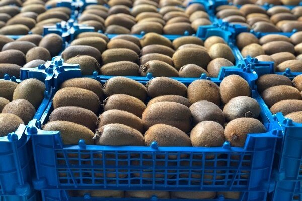 آمادگی جهت صادرات 200 هزار تن کیوی گیلان