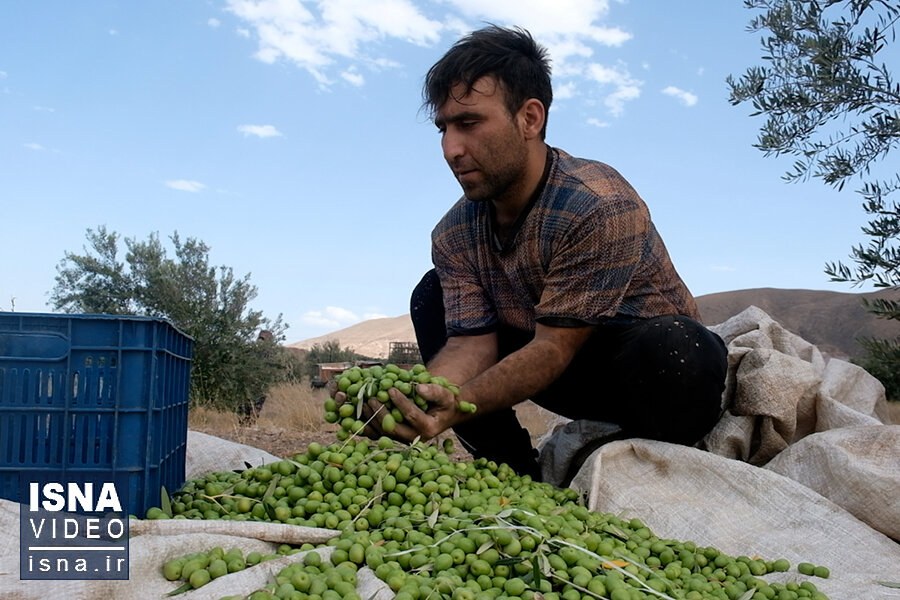 برداشت زیتون در گلستان آغاز شد/ اشتغالزایی 3900 نفر در فصل برداشت