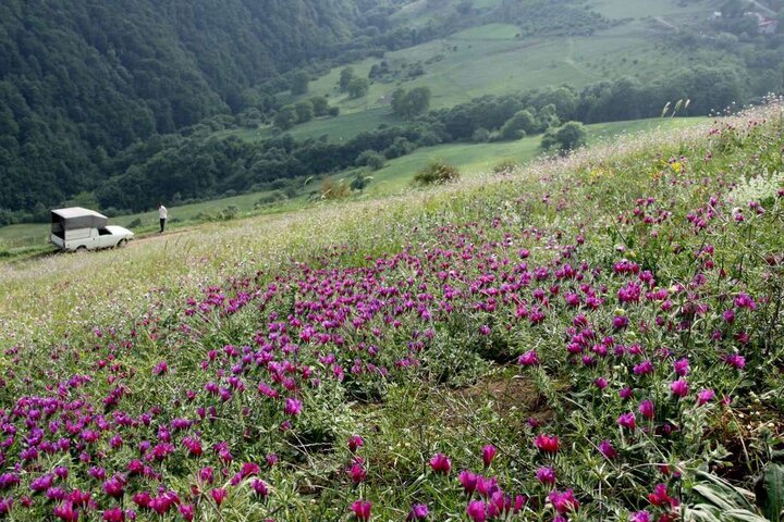 مرتعداران آملی همیار طبیعت شدند