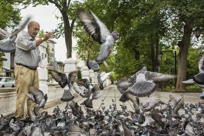 بال زدن پرندگان باعث انتشار بیماری‌هایی همچون آنفلوانزای فوق حاد پرندگان می شود