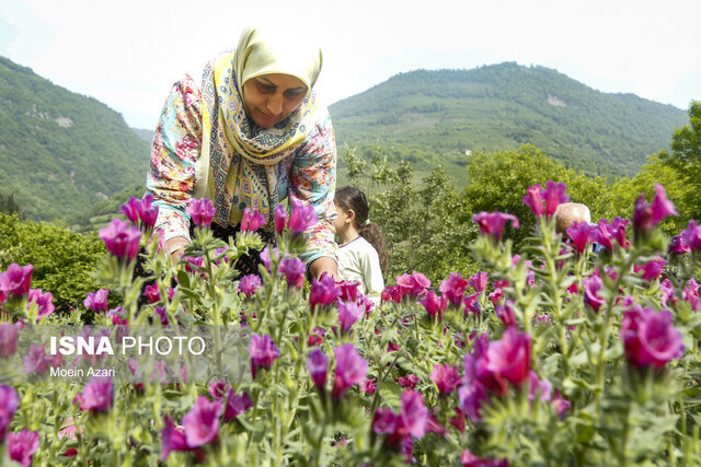 رویش بیش از 2000 گونه گیاهی مراتع گیلان/ توسعه گیاهان دارویی در طرح های مرتع داری