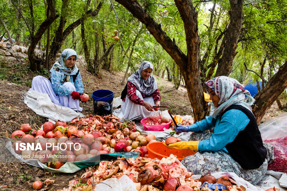 جشن انار در روستای انبوه رودبار