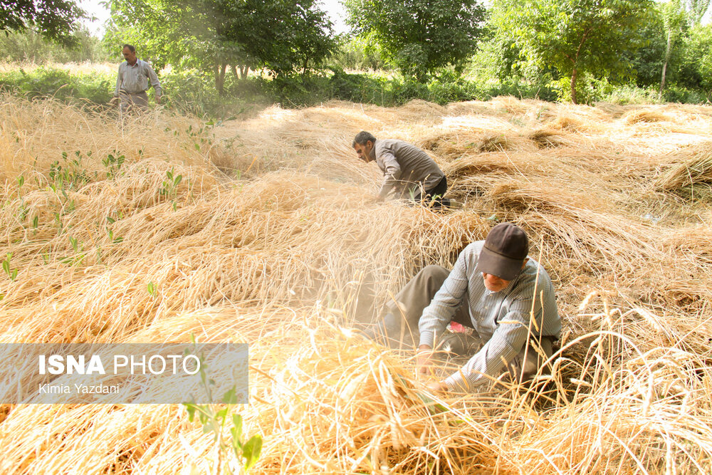 96 درصد مطالبات گندم‌کاران گلستانی پرداخت شد