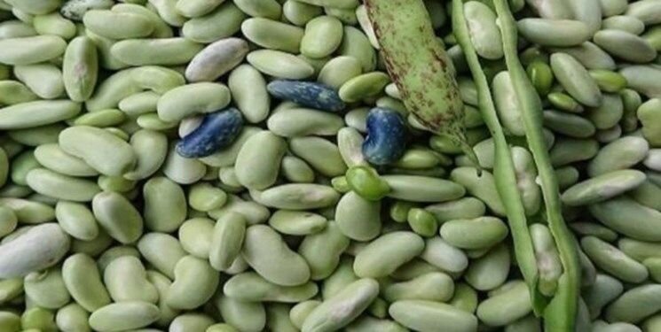برداشت پاچ باقلا از 7 هزار هکتار از اراضی کشاورزی گیلان