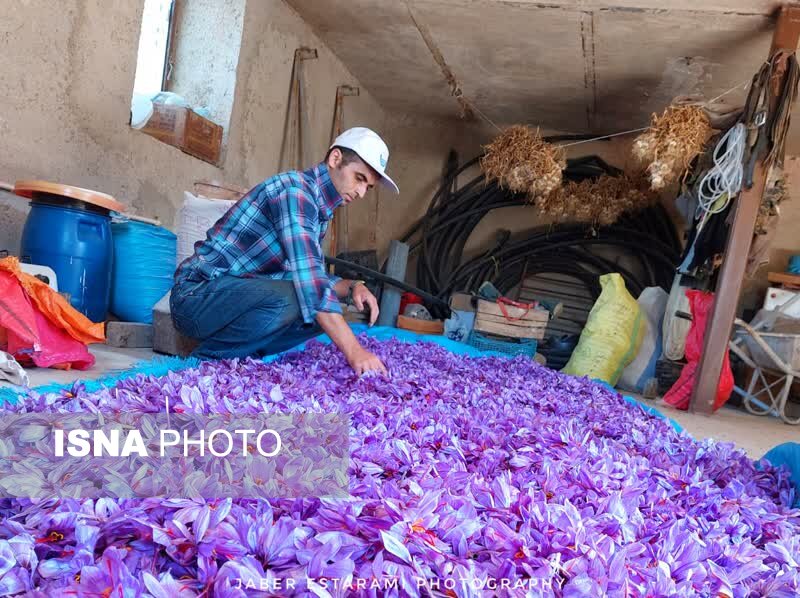 کشت موفق «طلای سرخ» به غرب گلستان رسید/ کشت زعفران شغل دوم درآمد اول