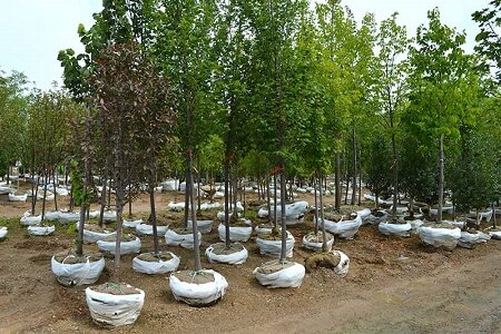 18 هزار اصله درخت بومی در رشت کاشته می شود