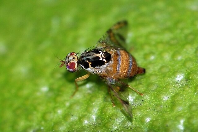 ردیابی مگس میوه در 200 هکتار باغهای محمودآباد