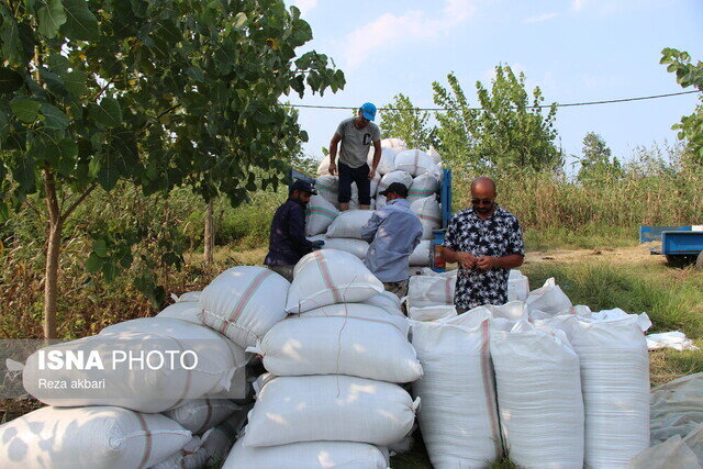 خرید 9500 تنی برنج از کشاورزان گیلانی