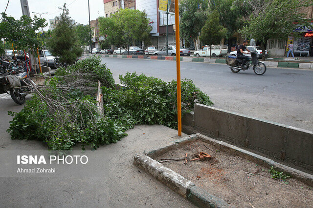 سقوط 7 اصله درخت در اثر وزش باد/ بازگشایی جاده فومن