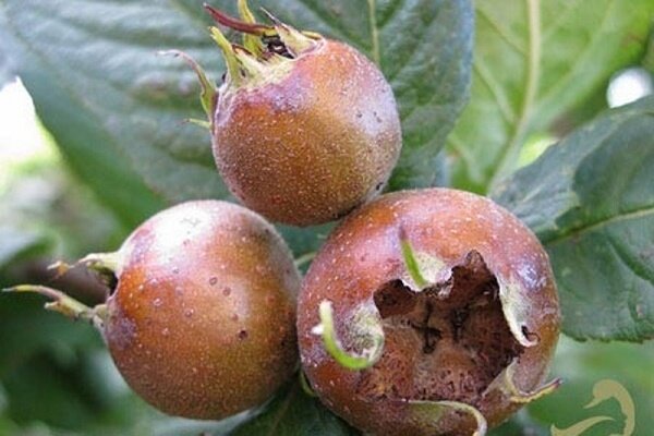 آغاز برداشت ازگیل از 560 هکتار از باغات گیلان