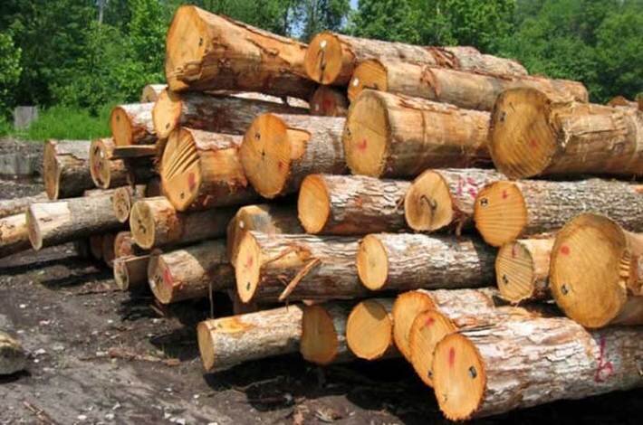 کشف 15 تن چوب‌ قاچاق جنگلی در صومعه‌سرا