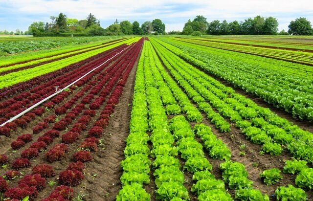 درآمد 4 میلیارد تومانی سبزیجات برگی و غده‌ای برای کشاورزان گیلانی
