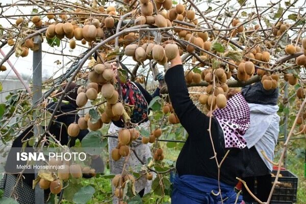 صادرات 32 میلیون دلاری کیوی توسط باغداران گیلانی