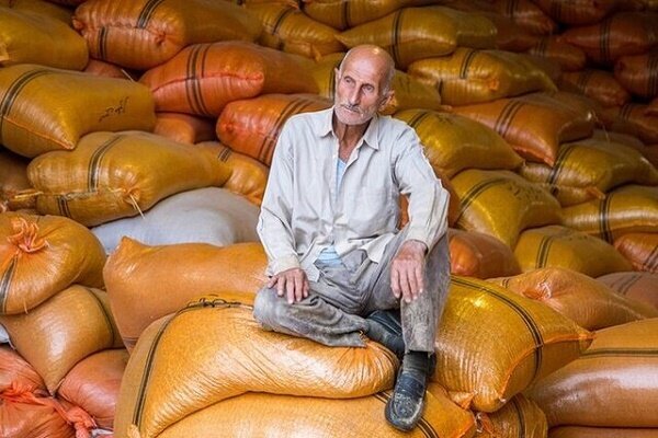 خرید برنج امسال گیلان توسط اتحادیه های تعاون روستایی/ روستا بازار راه‌اندازی می‌کنیم