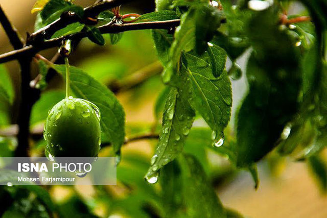 اجرای طرح تولید 10 محصول سالم در روستاهای گیلان