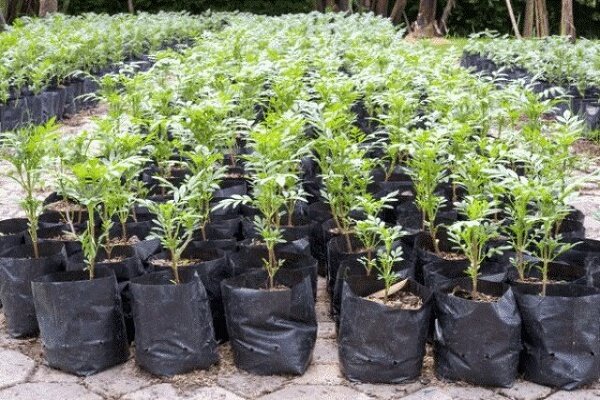 کاشت 550 اصله نهال در آستارا به مناسبت روز هوای پاک