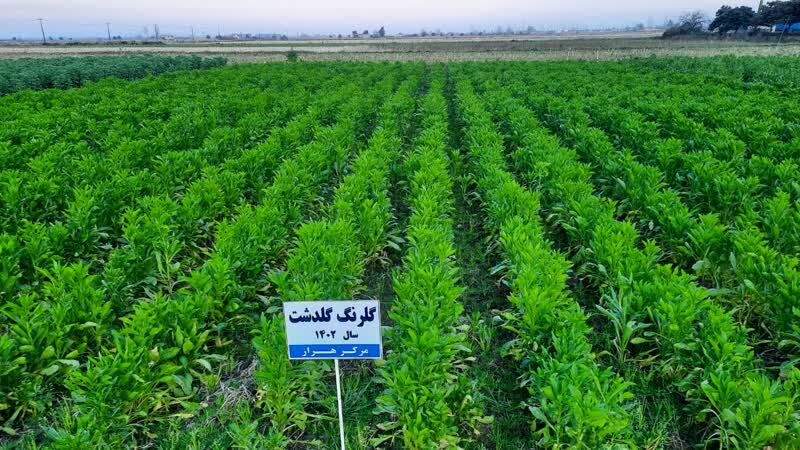 سیاست 3 کشت در استان‌های شمالی کشور هدفگذاری شد