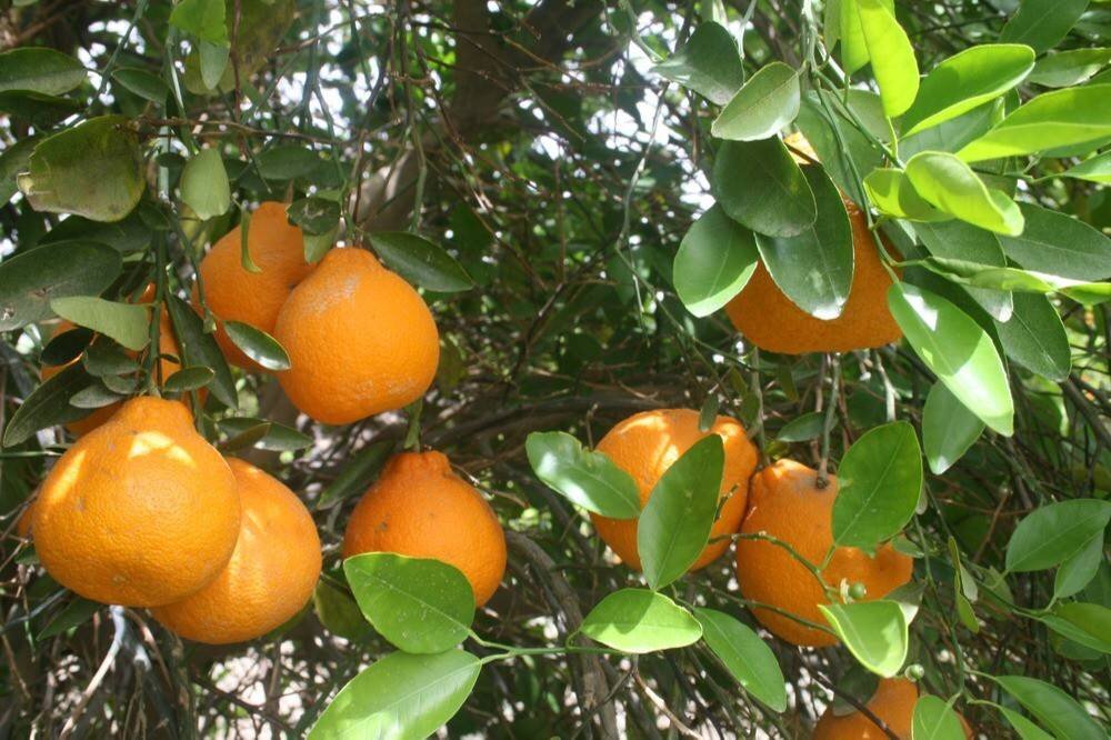 لزوم نظارت و آموزش به سورتینگ‌داران مازندران