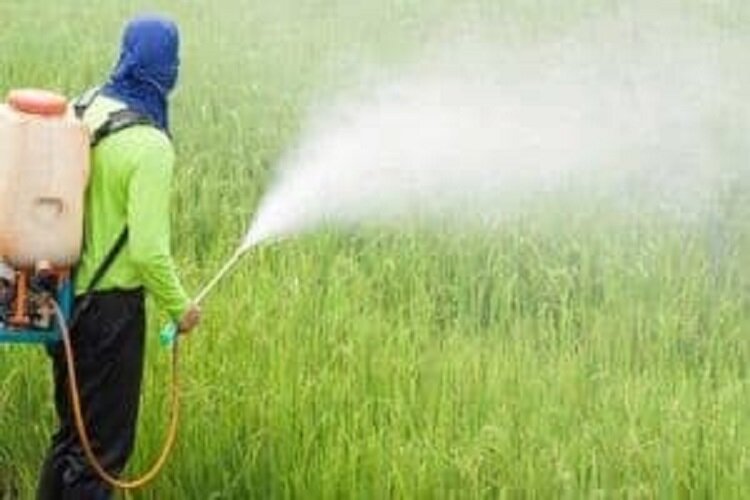4500 هکتار از مزارع گندم گلستان سم‌پاشی شد/ توصیه‌های مهم جهاد کشاورزی برای کنترل آفات