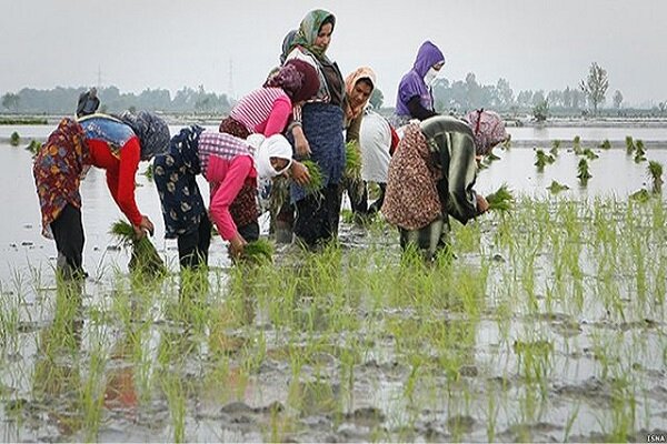 کود مورد نیاز کشت برنج امسال کشاورزان به مقدار نیاز تامین شد