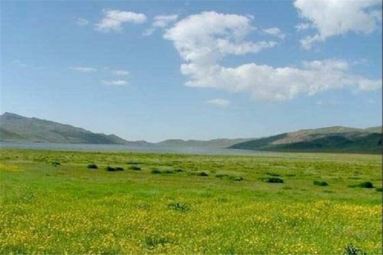 دامداری اقتصادی با حداقل 230 رأس دام، امکان‌پذیر است