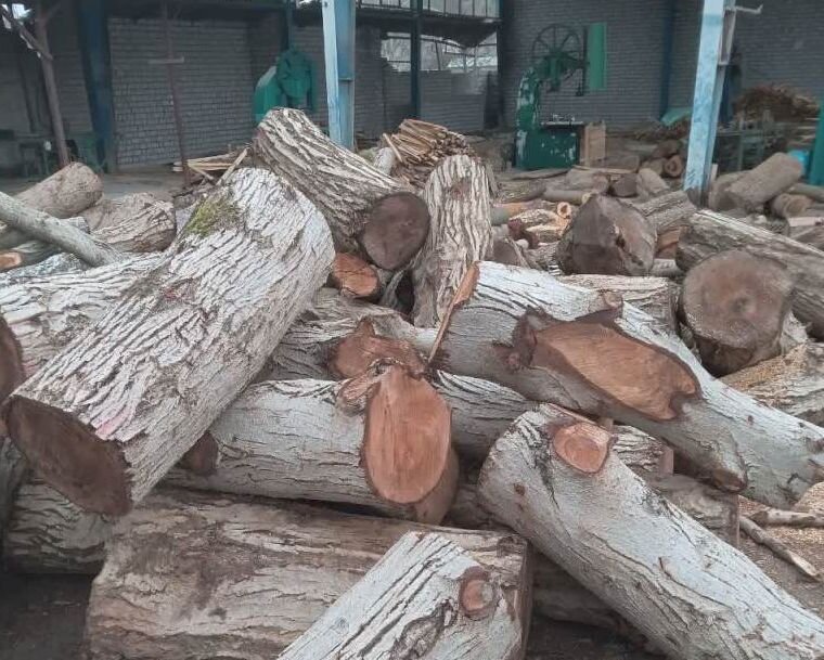 کشف 32 تن چوب‌ جنگلی قاچاق در املش