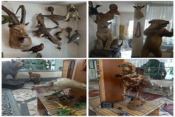کشف 24 گونه حیوان تاکسیدرمی شده از یک منزل مسکونی در رشت