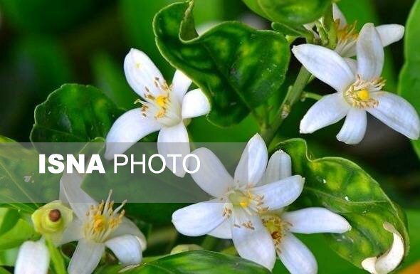 دلربایی کوچه‌ پس کوچه‌های گلستان با عطر بهار نارنج
