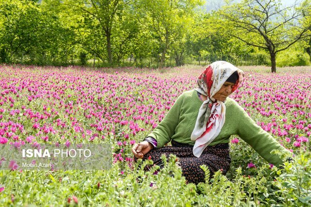 نگین بنفش گیلان چیده می شود