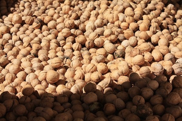 700 کیلو گردوی قاچاق به مقصد نرسید