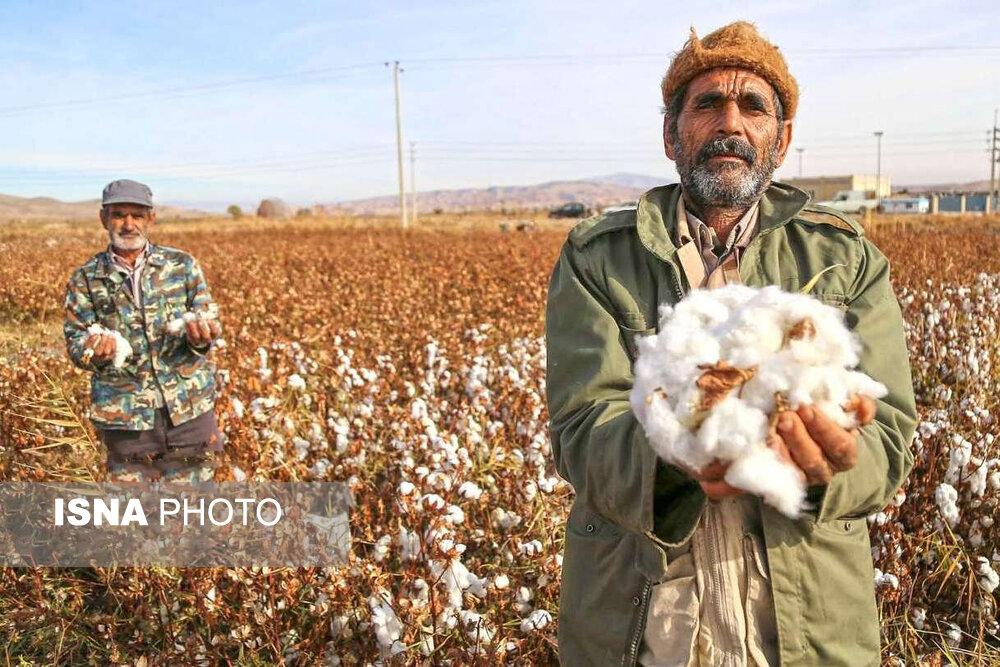 تولید 4 رقم جدید پنبه با استفاده از فناوری هسته‌ای در کشور