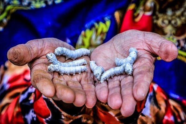 توزیع 15 هزار جعبه تخم نوغان در گیلان/ خرید پیله تر در مراکز اتحادیه تعاون روستایی