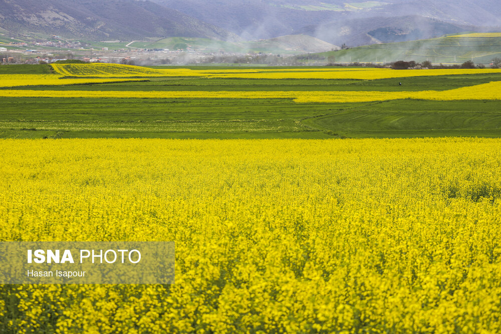 قیمت خرید تضمینی کلزا در گلستان اعلام شد