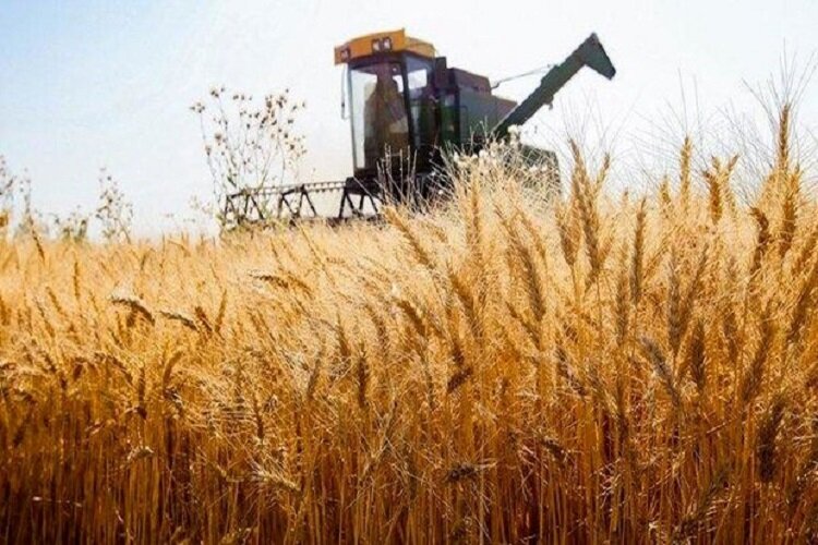 انتقاد نایب رئیس اتاق بازرگانی گلستان به خروج ارزش افزوده گندم از استان