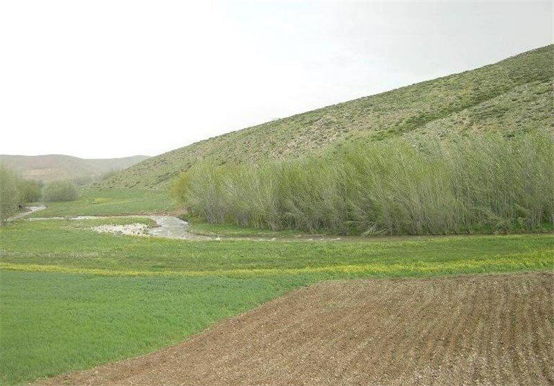 اجرای طرح جهش تولید در 55 هزار دیمزار مازندران
