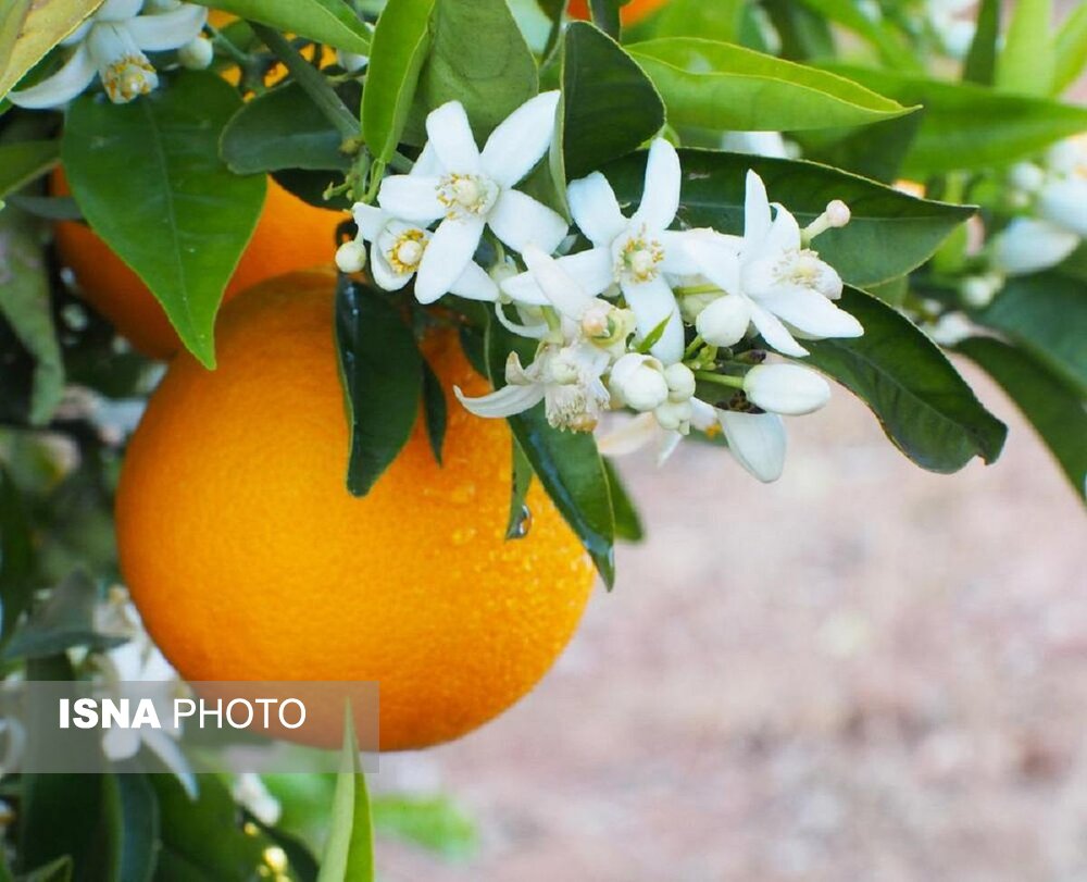 برگزاری دهمین جشنواره بهارنارنج در کومله