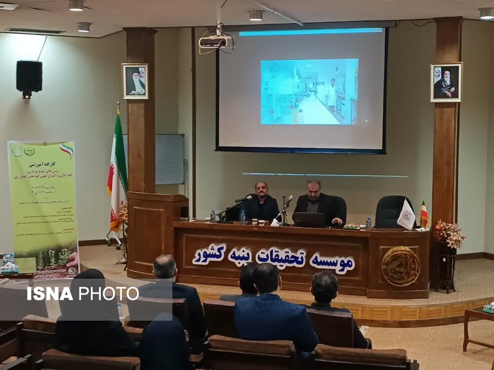گلستان 11 درصد گندم مورد نیاز کشور را تامین می‌کند
