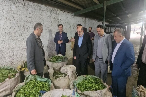 شهرستان رودسر تولیدکننده 20 درصد چای مصرفی کشور