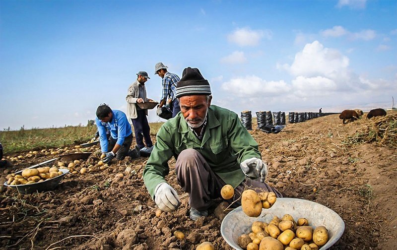 سیب زمینی گلستان در معرض خوراک دام شدن!