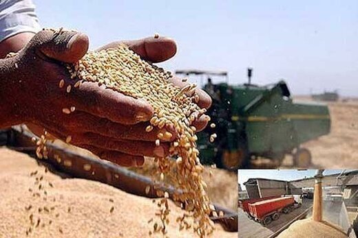خرید تضمینی بیش از 480 ‌هزار تن گندم در گلستان