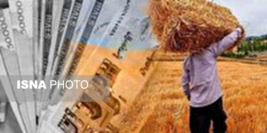 طلب گندمکاران چه زمانی پرداخت می‌شود؟