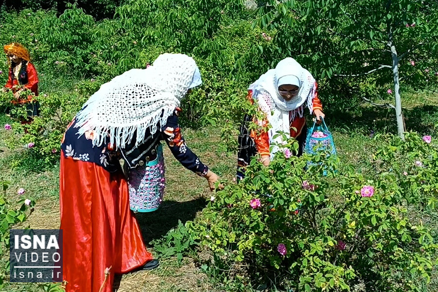 ویدیو/ گلاب‌گیری در کجور نوشهر