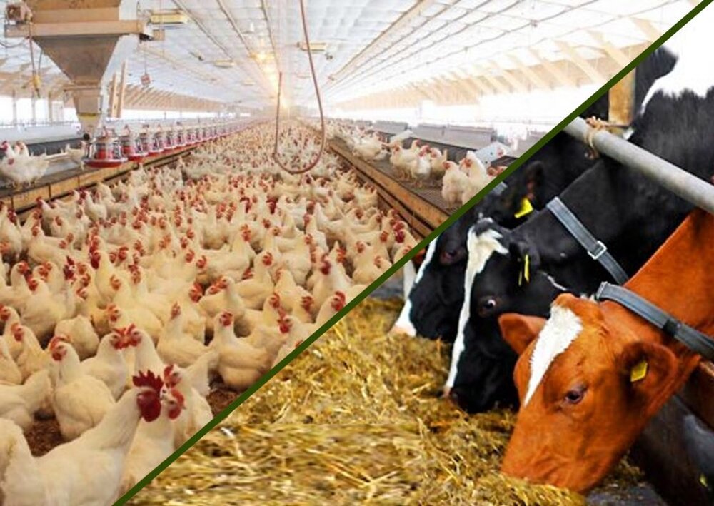 اختصاص 320 میلیارد تومان اعتبار به کشاورزی محمودآباد