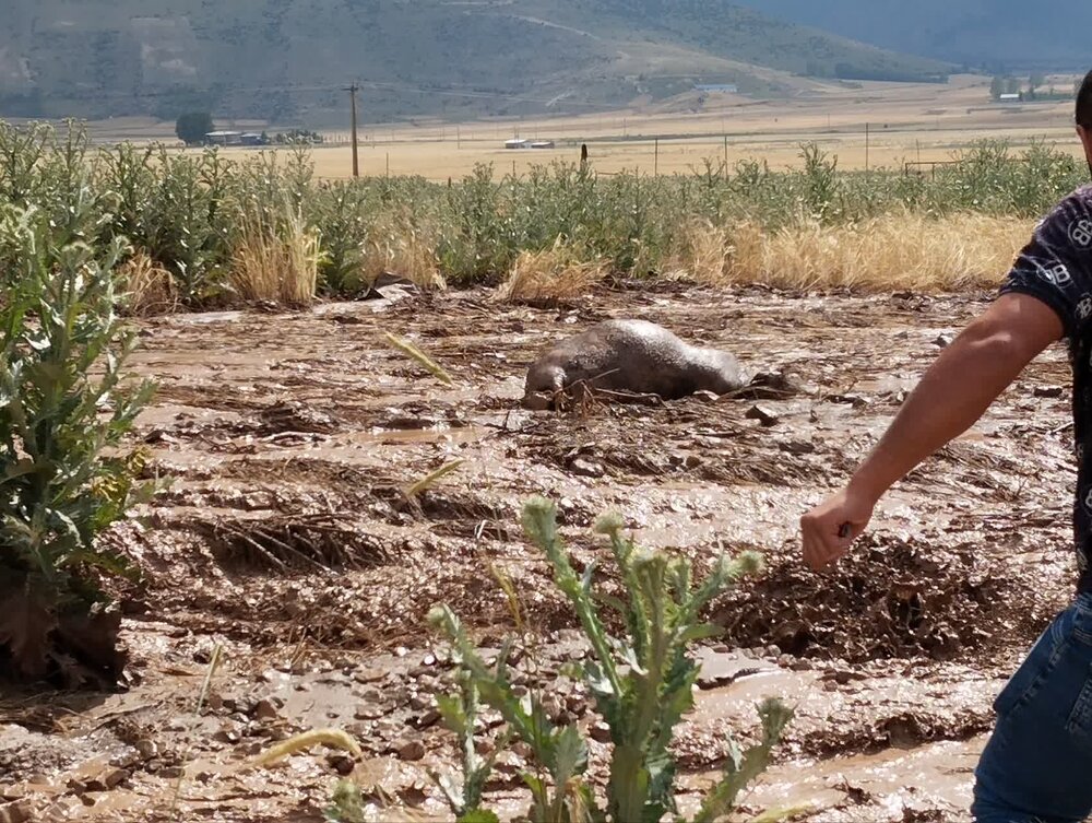 بروز سیل و طغیان رودخانه در چهار روستای بخش کجور / بروز خسارت مالی به دام‌ها و اراضی کشاورزی